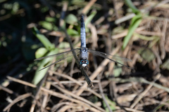 Orthetrum albistylum speciosum