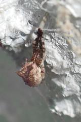 Uloborus