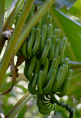 Musa banksii