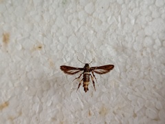 Microsphecia brosiformis