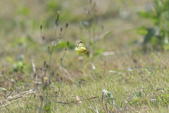 Colias poliographus