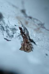Uloborus