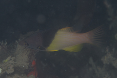 Bodianus mesothorax