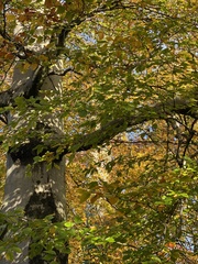 Fagus sylvatica