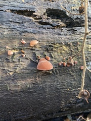 Auricularia auricula-judae