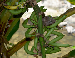 Musa banksii