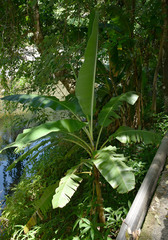Musa banksii