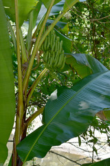 Musa banksii