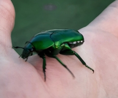 Ischiopsopha wallacei