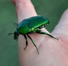 Ischiopsopha wallacei