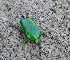 Ischiopsopha wallacei