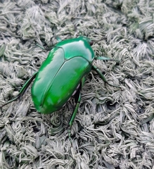 Ischiopsopha wallacei