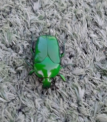 Ischiopsopha wallacei