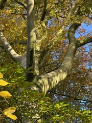 Fagus sylvatica