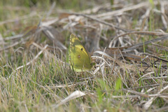 Colias poliographus