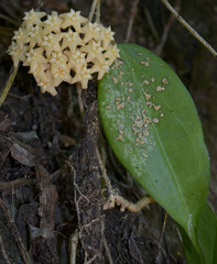Hoya pottsii