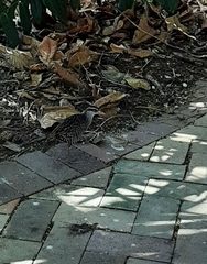 Gallirallus philippensis