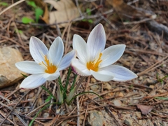 Crocus laevigatus