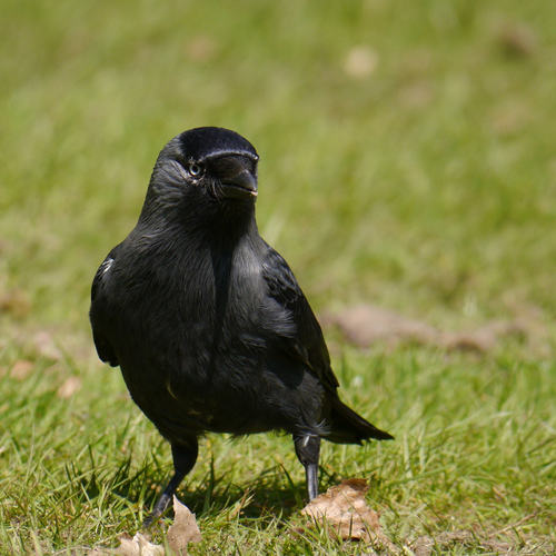 Foto de Western Jackdaw