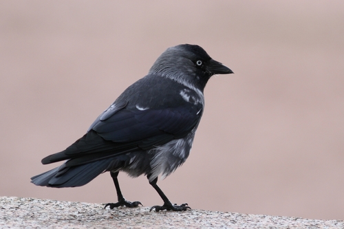 Foto de Western Jackdaw