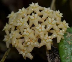 Hoya pottsii
