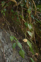 Hoya pottsii