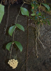 Hoya pottsii