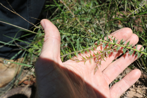 Image of Acacia amblygona by (c) Greg Tasney, some rights reserved (CC BY-SA)