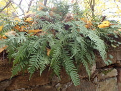 Polypodium vulgare