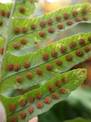 Polypodium vulgare