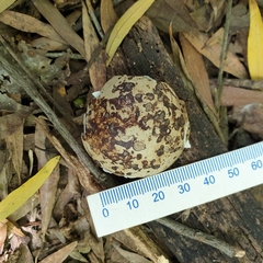 Bostrychia hagedash hagedash