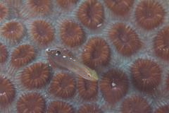 Koumansetta rainfordi