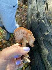 Fungi