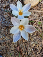 Crocus laevigatus