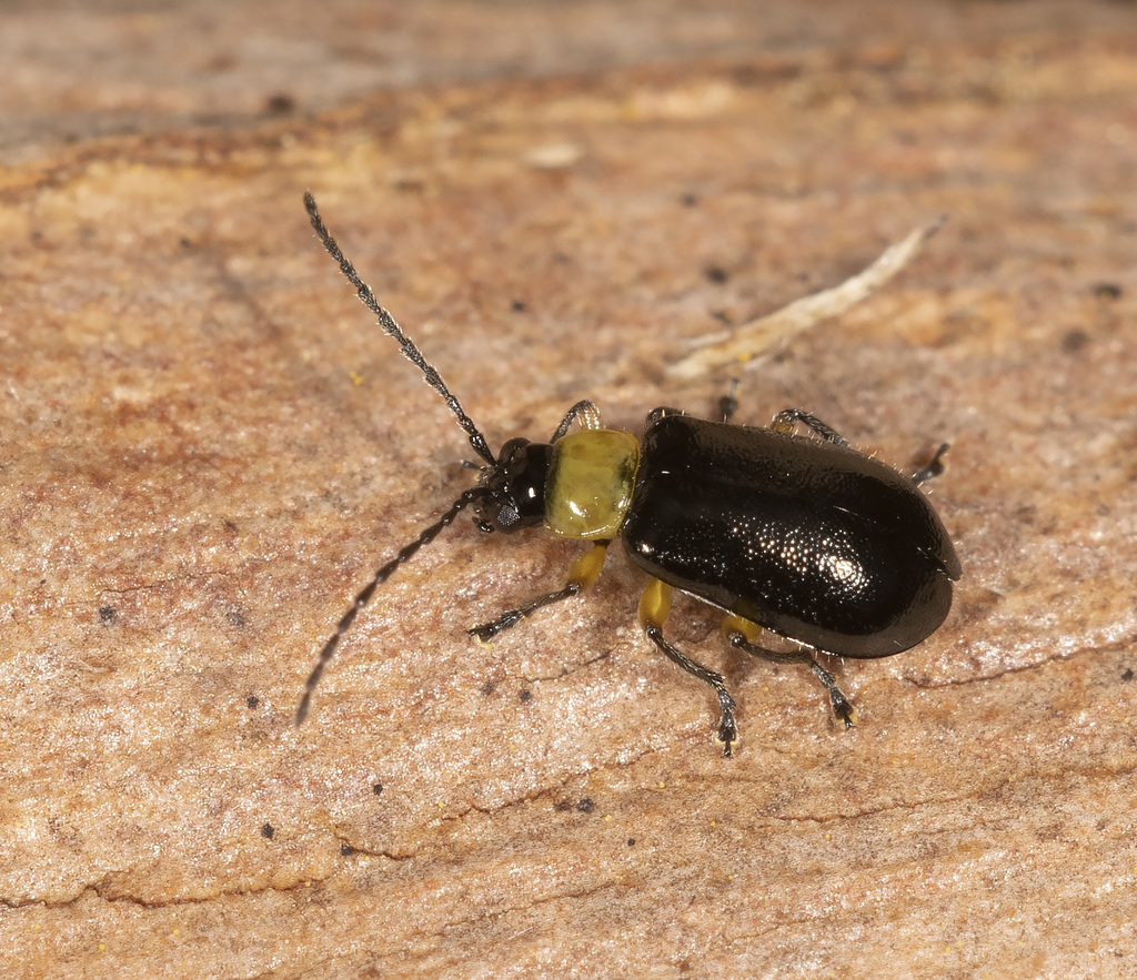 Adoxia femoralis