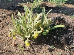 Hermannia lancifolia