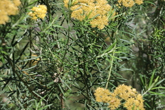 Cassinia straminea