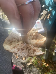Basidiomycota