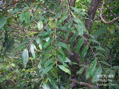 Glochidion acuminatum