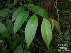 Glochidion acuminatum
