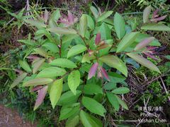 Glochidion acuminatum