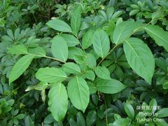 Glochidion acuminatum