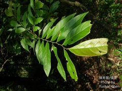 Glochidion acuminatum