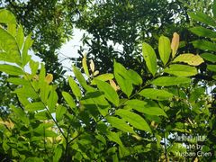 Glochidion acuminatum