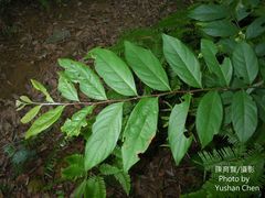 Glochidion acuminatum