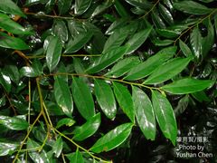 Glochidion acuminatum