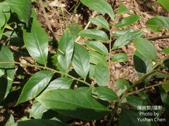 Glochidion acuminatum