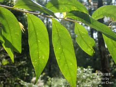 Glochidion acuminatum