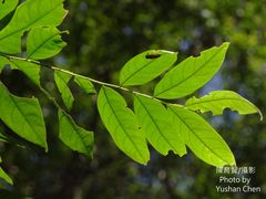 Glochidion acuminatum