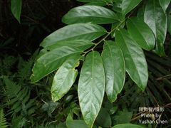 Glochidion acuminatum